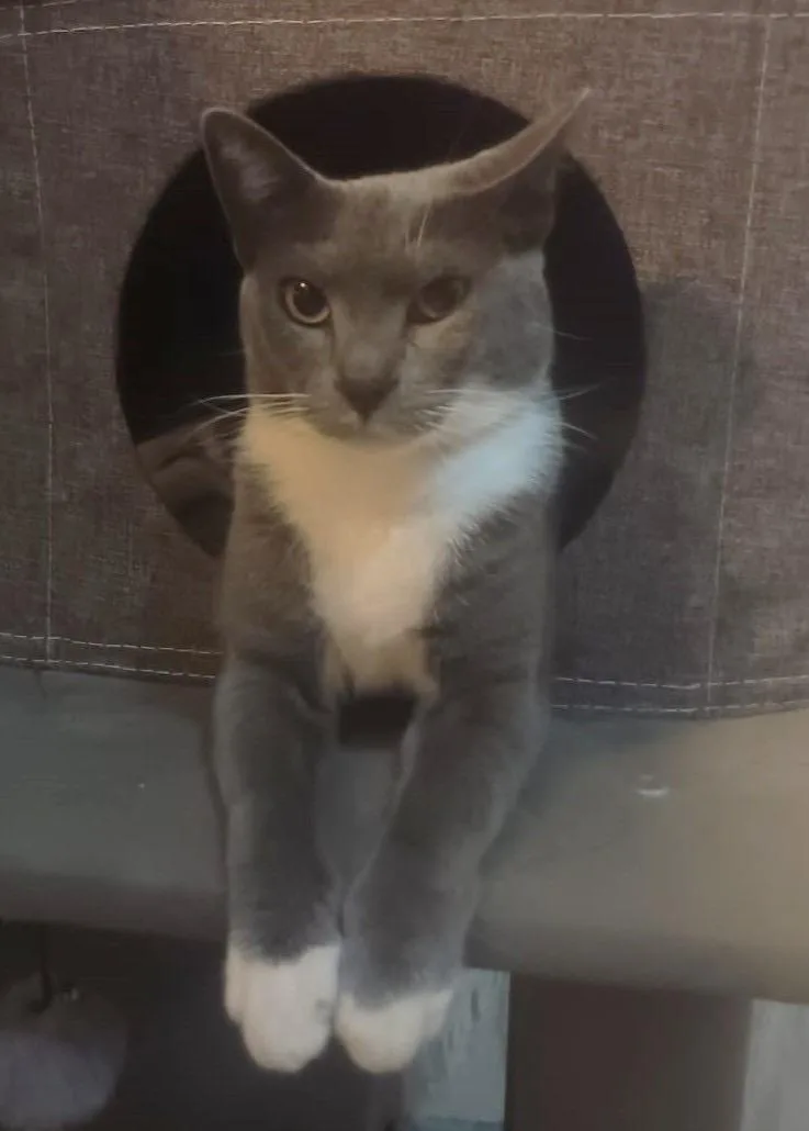 A young medium-sized female Gray / Blue / Silver Russian Blue cat named Mimi for adoption in Orange, CA