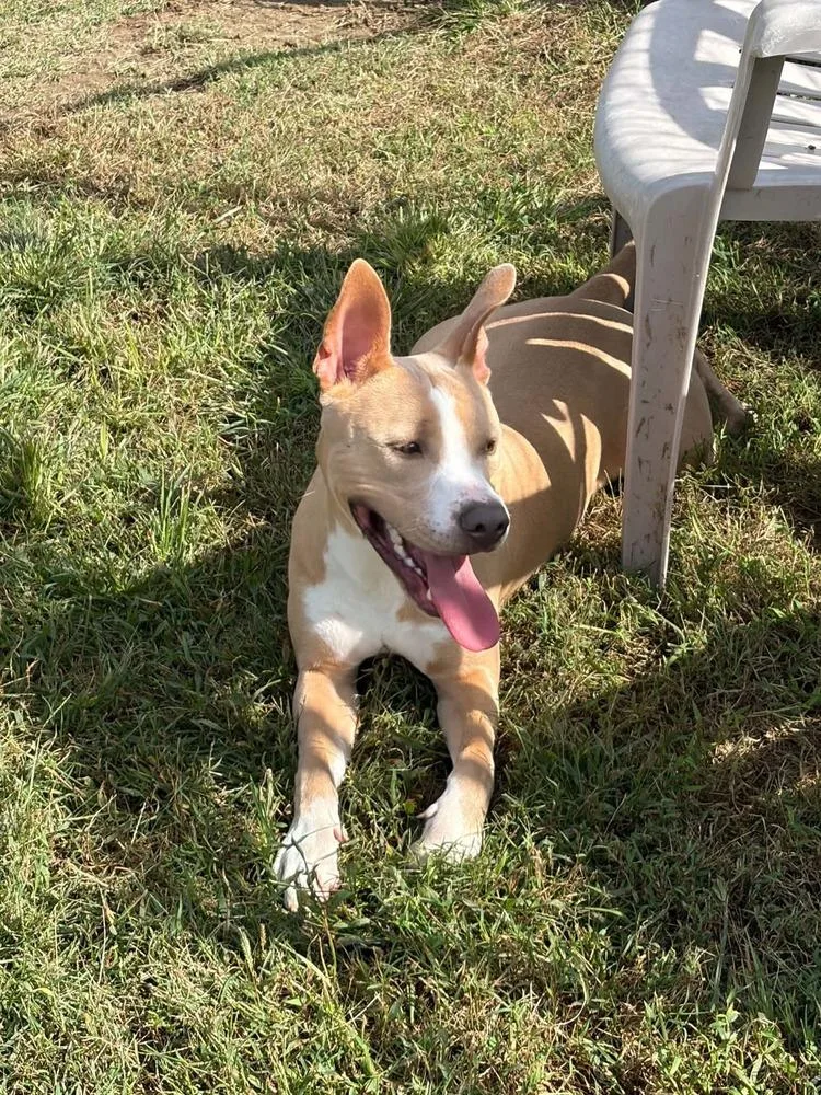 A young medium-sized male White / Cream Shepherd dog named Prince for adoption in Dutton, VA