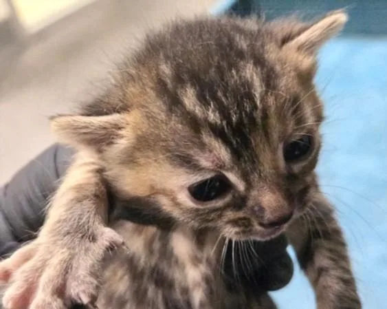 A baby small-sized male Domestic Short Hair cat named Cat Damon for adoption in Los Angeles, CA