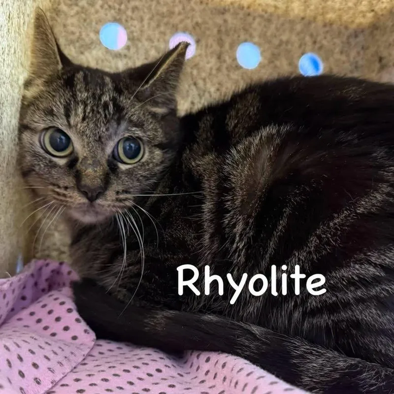 A young medium-sized female Tabby (Brown / Chocolate) Domestic Short Hair cat named Rhyolite for adoption in Grand Rapids, MI