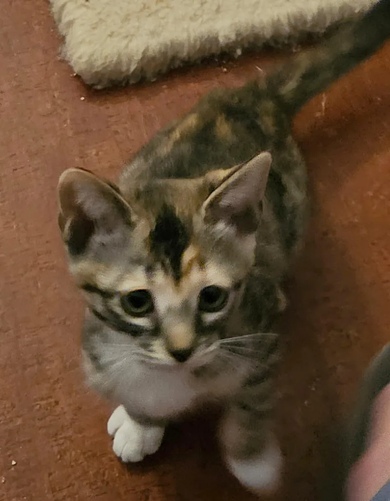 A baby medium-sized female Calico cat named Poppy for adoption in Albuquerque, NM