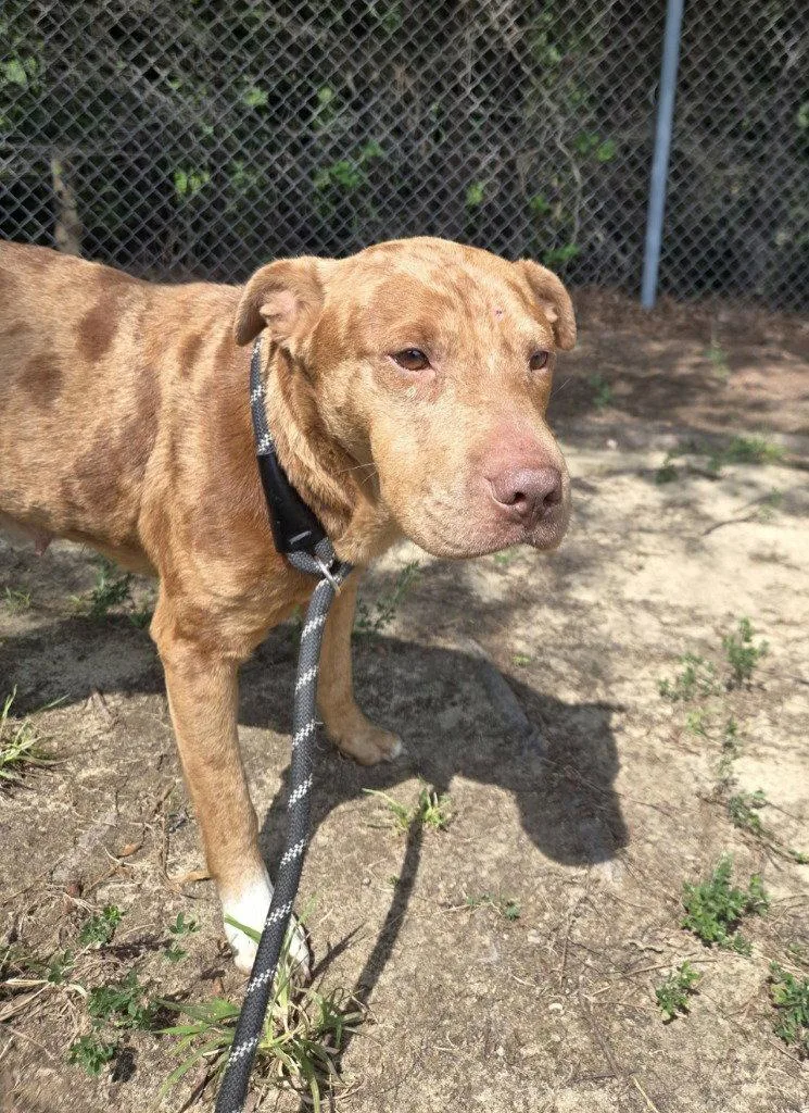 An adult medium-sized female Pit Bull Terrier dog named DA Brandi for adoption in Glen Allen, VA