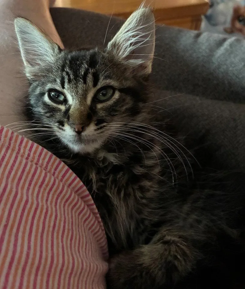 A baby medium-sized male Domestic Medium Hair cat named Bartholomew for adoption in St. Helens, OR