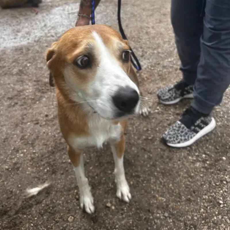 An adult medium-sized female Red / Chestnut / Orange Cattle Dog dog named Candle Hooligan for adoption in Austin, TX