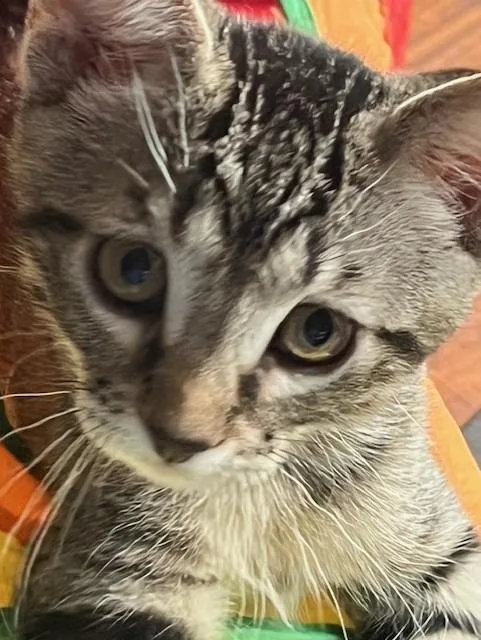 A baby small-sized female Domestic Short Hair cat named Aphrodite for adoption in Magnolia, TX