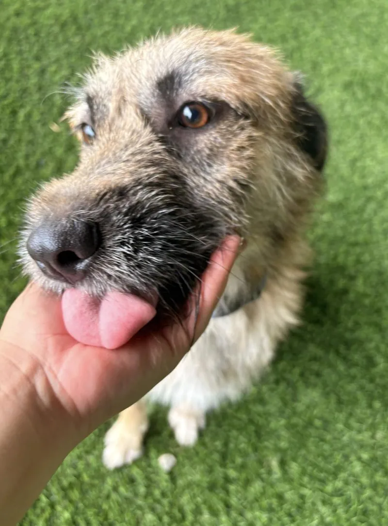 An adult medium-sized male Brown / Chocolate Mixed Breed dog named Peter Pan for adoption in Brooklyn, NY