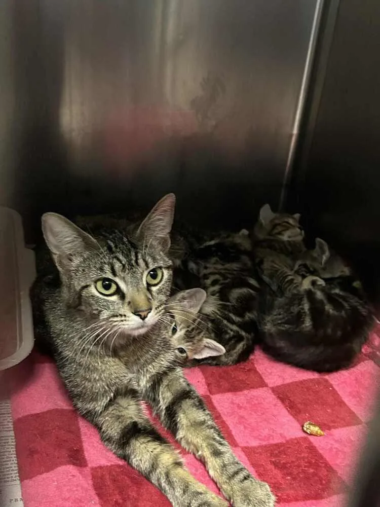 An adult small-sized female Tabby (Brown / Chocolate) Domestic Short Hair cat named CiCi for adoption in Evansville, IN