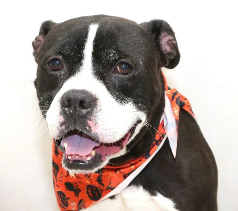 An adult medium-sized male Black Terrier dog named Okidogi for adoption in Sanford, FL