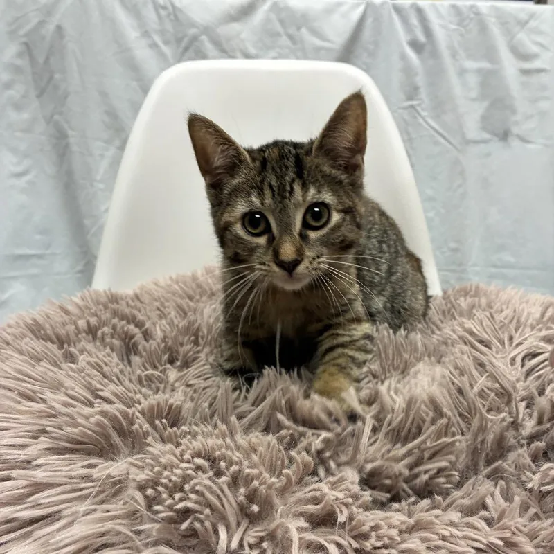 A baby small-sized female Brown / Chocolate Domestic Short Hair cat named Cagney for adoption in East Hampton, NY