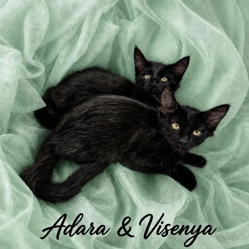 A baby medium-sized female Black Domestic Medium Hair cat named Adara & Visenya for adoption in Charlotte, NC