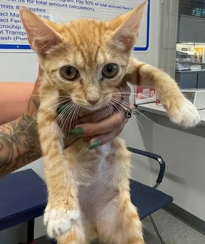 An adult small-sized male Domestic Short Hair cat named Grimes for adoption in Shreveport, LA