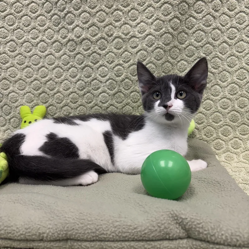 A baby medium-sized female Gray & White Domestic Short Hair cat named Komodo for adoption in Bear, DE