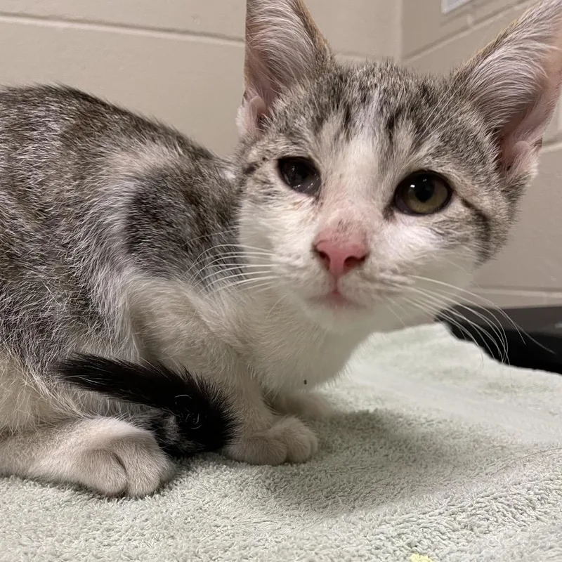 A baby small-sized male Gray / Blue / Silver Domestic Short Hair cat named Keebler for adoption in Bristol, IN