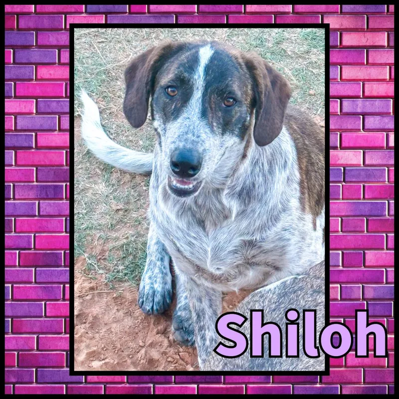 Shiloh Gdp thumbnail 2