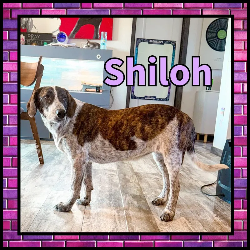 Shiloh Gdp thumbnail 3