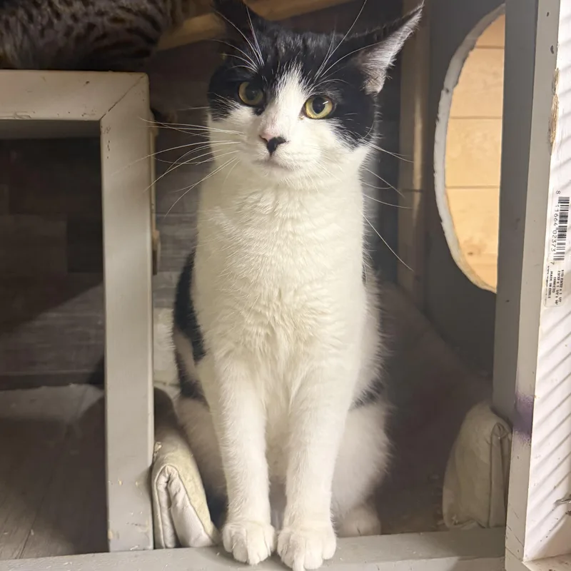 A young medium-sized female Black & White / Tuxedo Domestic Short Hair cat named Guinea for adoption in Dunnigan, CA