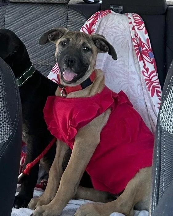 A baby large-sized female Shepherd dog named Mari for adoption in Lemoore, CA