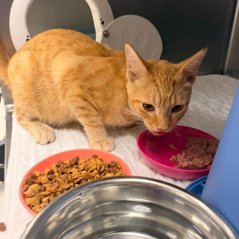 A young medium-sized female Orange / Red Domestic Short Hair cat named TarajiC for adoption in East Saint Louis, IL