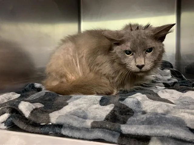 An adult large-sized female Domestic Medium Hair cat named Lola for adoption in Grand Prairie, TX