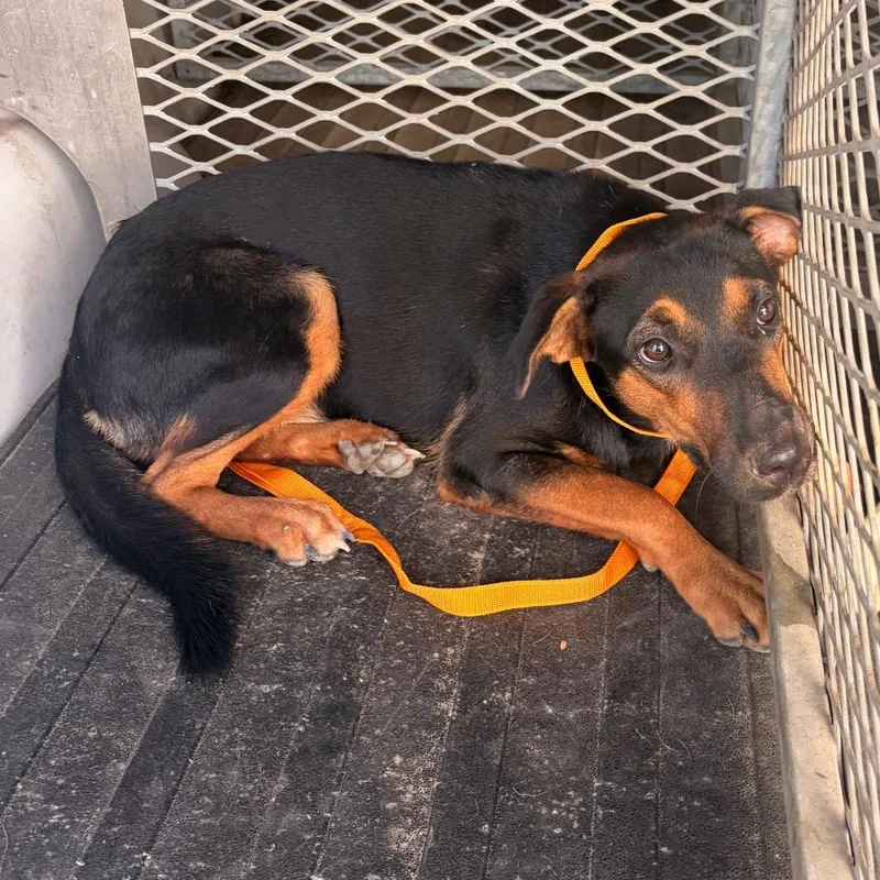 An adult medium-sized female Shepherd dog named Bree for adoption in Edinburg, TX