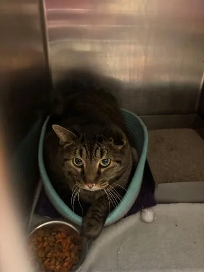 An adult large-sized female Domestic Short Hair cat named Chesire for adoption in Baraboo, WI