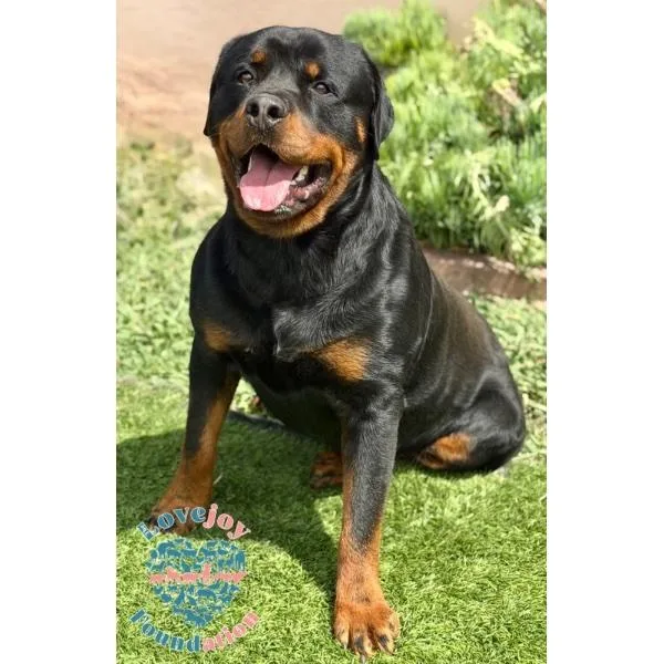 A young large-sized male Black Rottweiler dog named Evan RB for adoption in Inglewood, CA