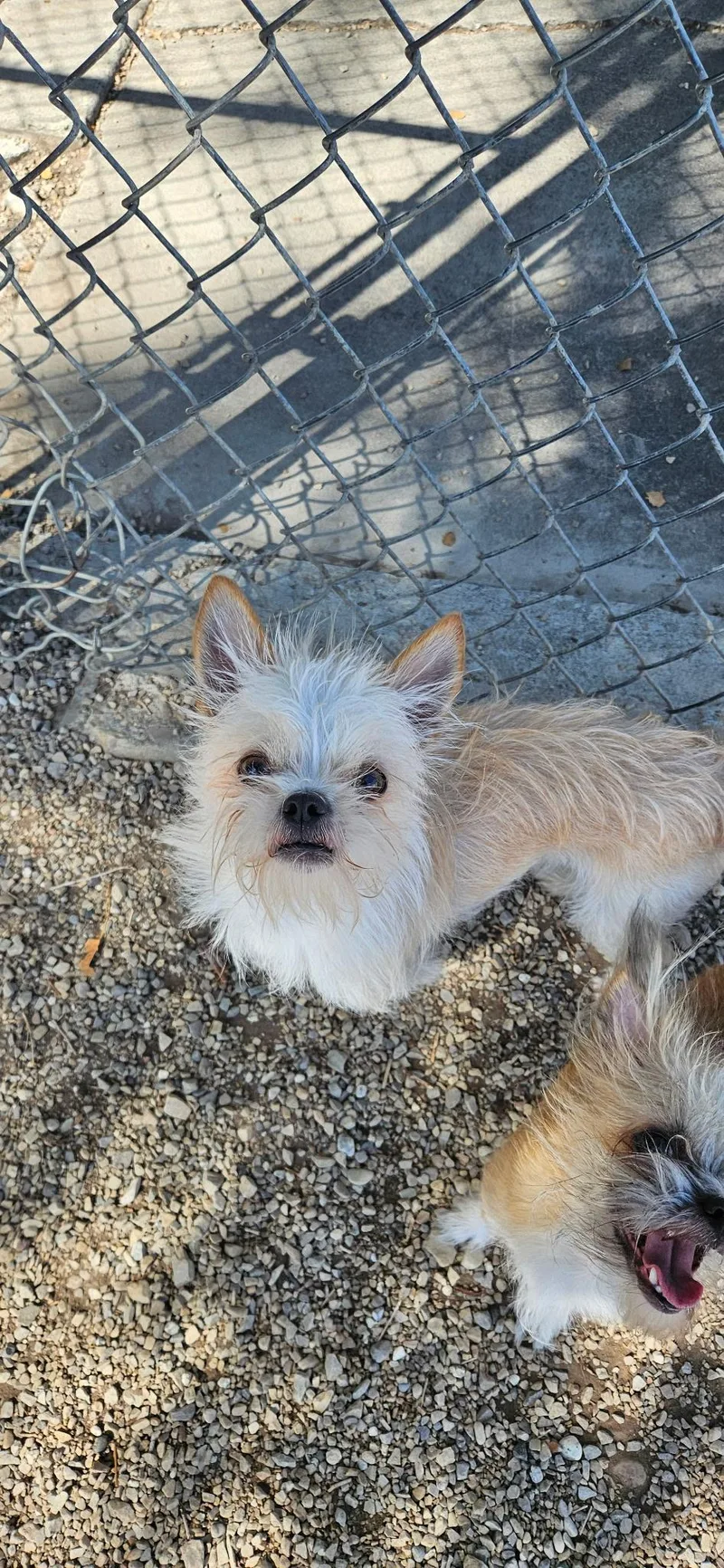 A baby small-sized male Yorkshire Terrier dog named Romeo for adoption in Salt Lake City, UT