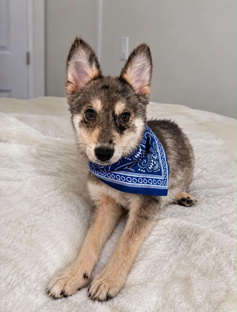 A baby medium-sized male Sable Husky dog named Timber for adoption in Newark, NJ