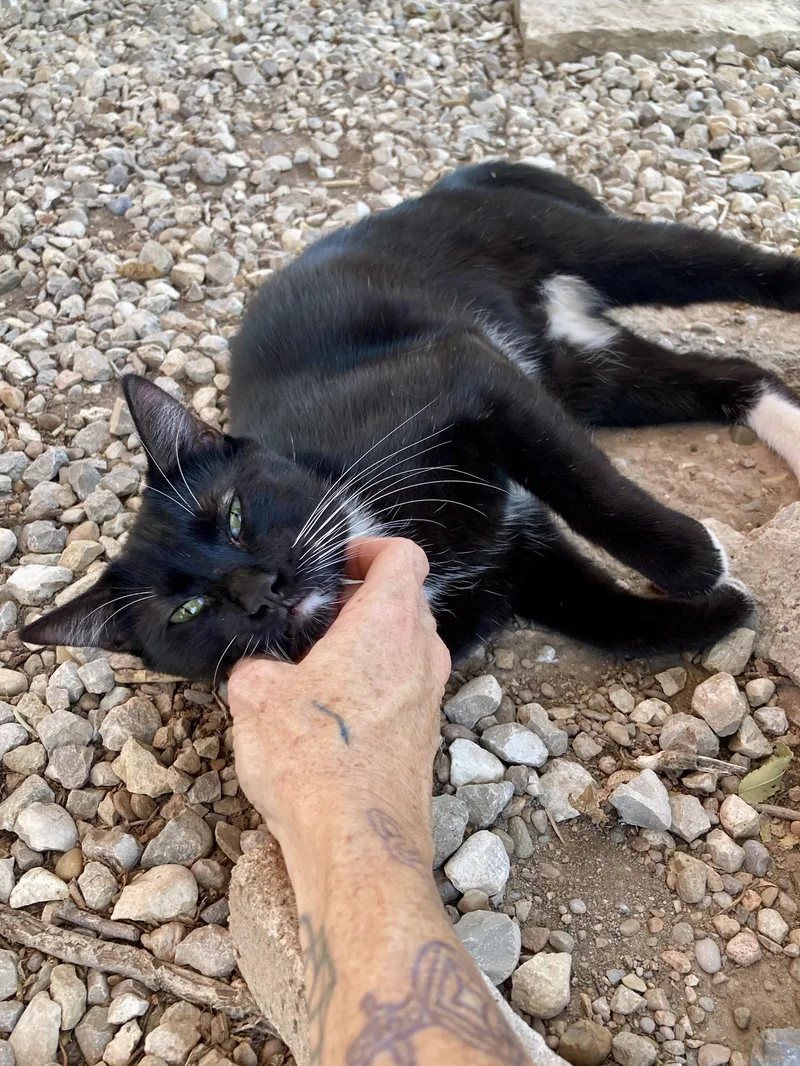 A young small-sized male Domestic Short Hair cat named Misfit for adoption in Roswell, NM
