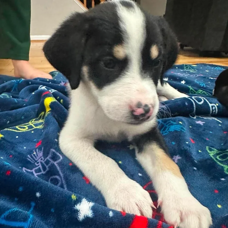A baby medium-sized female Black Mixed Breed dog named Spark Plug for adoption in Fredericksburg, VA