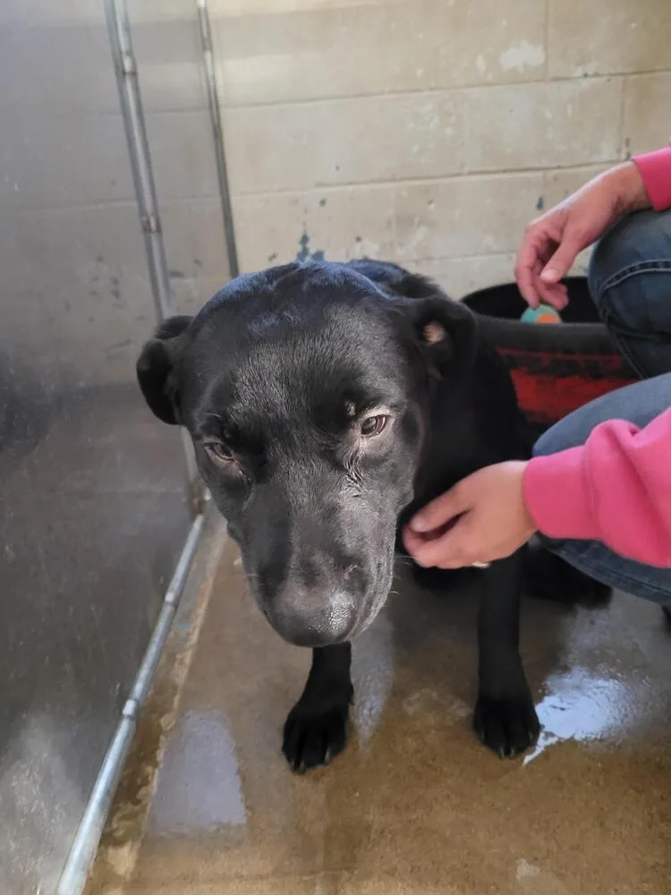 A baby medium-sized male Black Labrador Retriever dog named Fezzik for adoption in Linton, IN