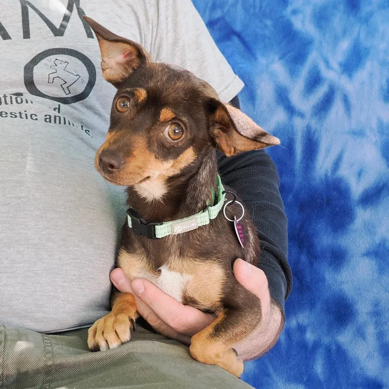 An adult small-sized female Brown / Chocolate Chihuahua dog named Magnolia for adoption in Point Richmond, CA