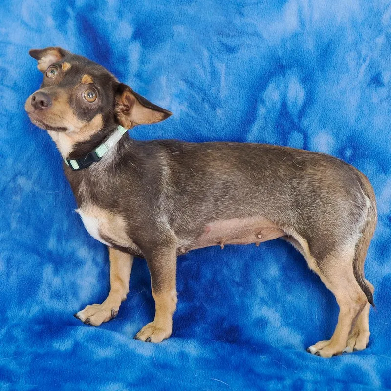 Magnolia thumbnail 2