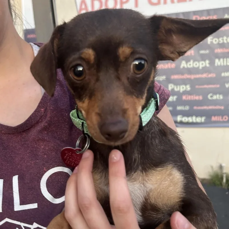 Magnolia thumbnail 3