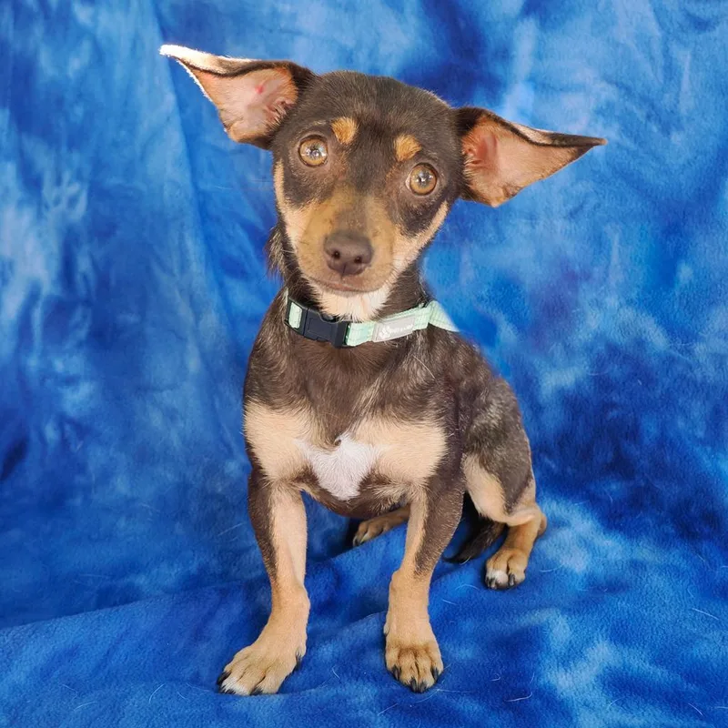 Magnolia thumbnail 4