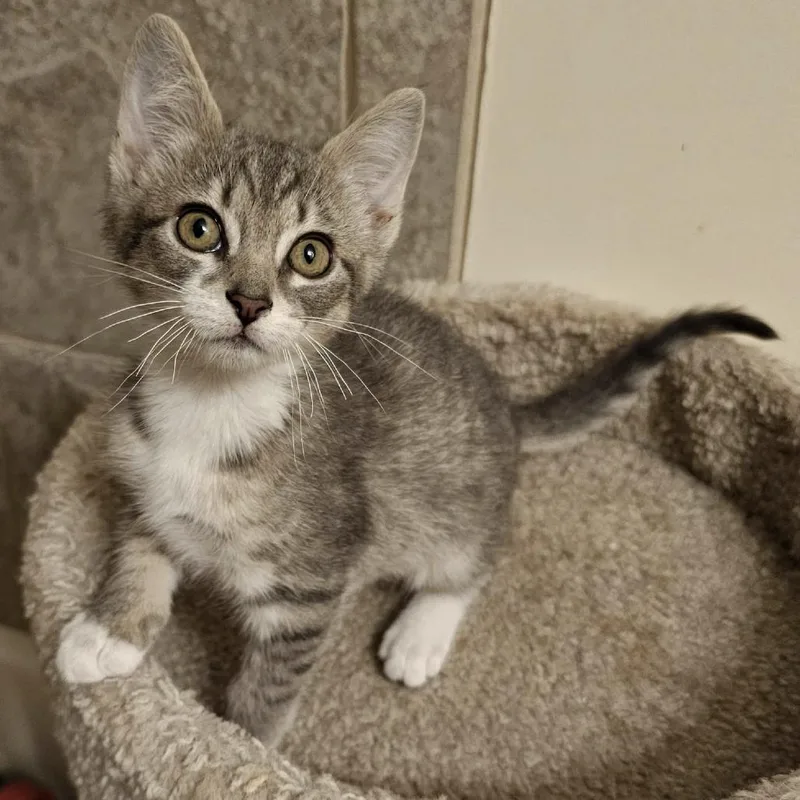 A baby small-sized male Gray / Blue / Silver Domestic Short Hair cat named Boots for adoption in Newport News, VA