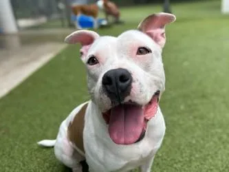 An adult medium-sized male American Bulldog dog named Danny Devito for adoption in Gainesville, FL