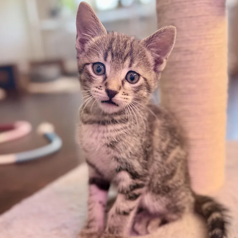 A baby small-sized male Tabby (Gray / Blue / Silver) Domestic Short Hair cat named Baldwin for adoption in Bentonville, AR