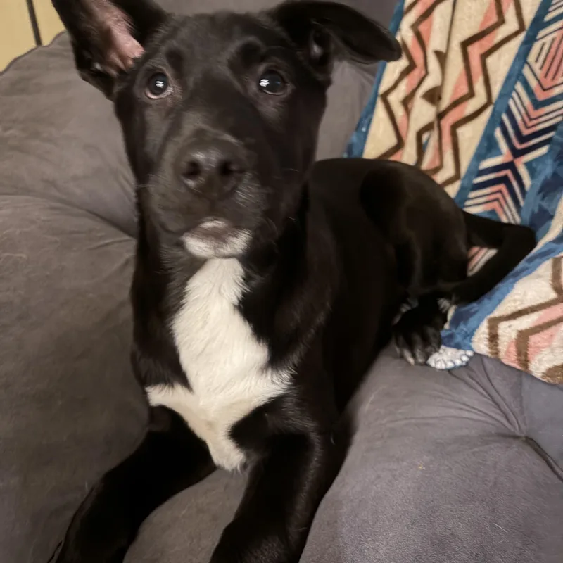 A baby large-sized male German Shepherd Dog dog named Andy for adoption in Detroit, MI