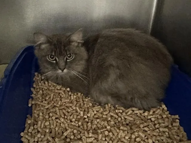 A young medium-sized male Domestic Medium Hair cat named Blanket for adoption in McKinleyville, CA