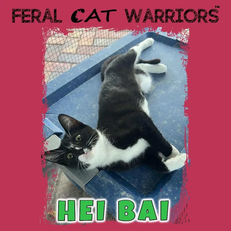 A young small-sized female Black Domestic Short Hair cat named Hei Bai for adoption in Kingman, AZ