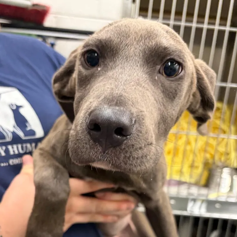 A baby medium-sized female Gray / Blue / Silver Terrier dog named Penny for adoption in Montgomery, AL