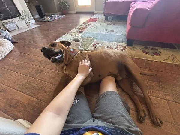 A senior large-sized male American Bully dog named Bo for adoption in San Diego, CA