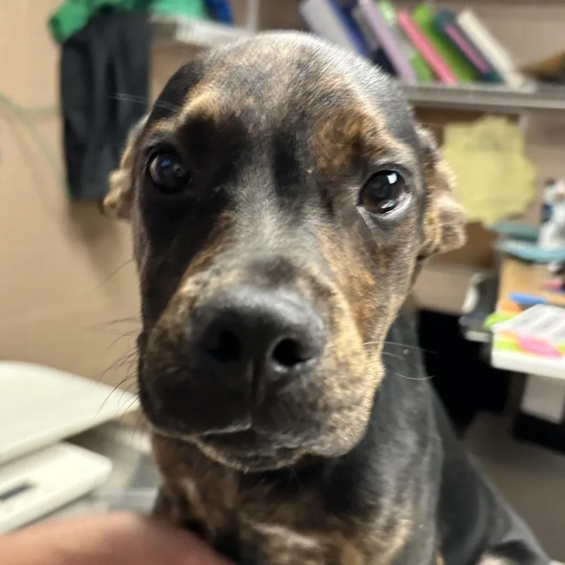 A baby small-sized male Rottweiler dog named Rebel for adoption in Newport, NC