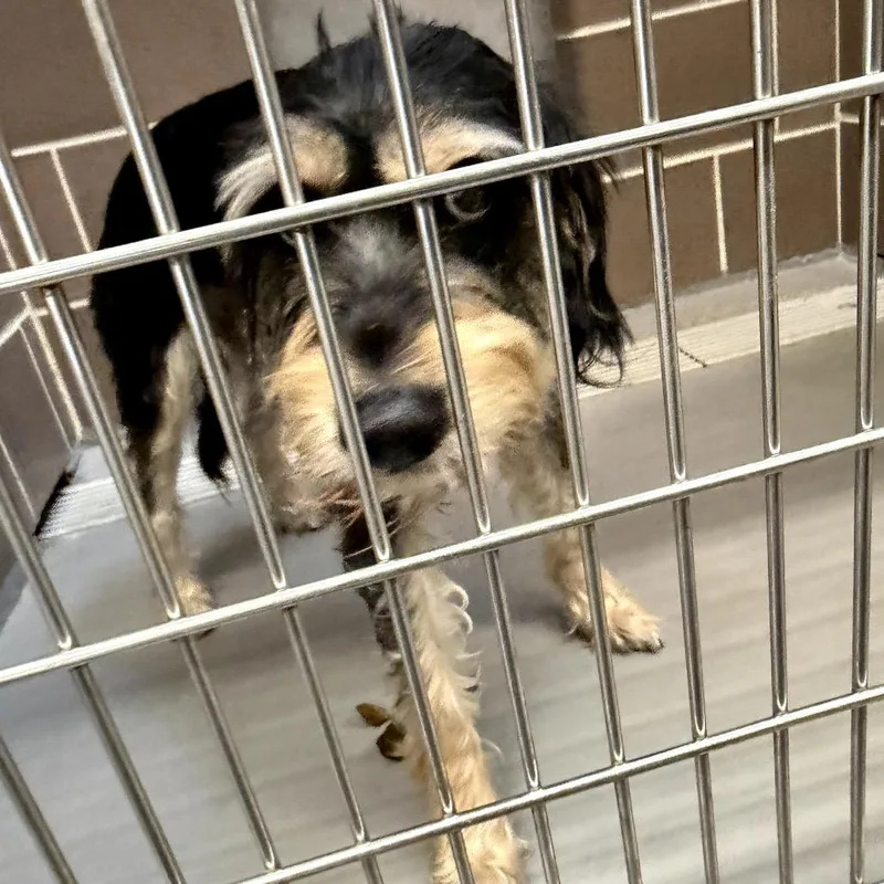 A baby small-sized male Black Schnauzer dog named Bruno for adoption in Northbrook, IL