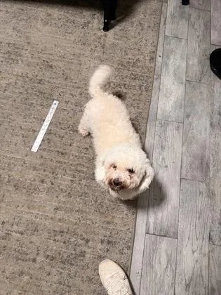 An adult small-sized male Mixed Breed dog named Charles for adoption in West Chester, PA