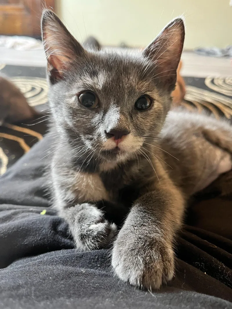 A baby small-sized female Dilute Tortoiseshell Domestic Short Hair cat named Butter for adoption in Hartville, OH