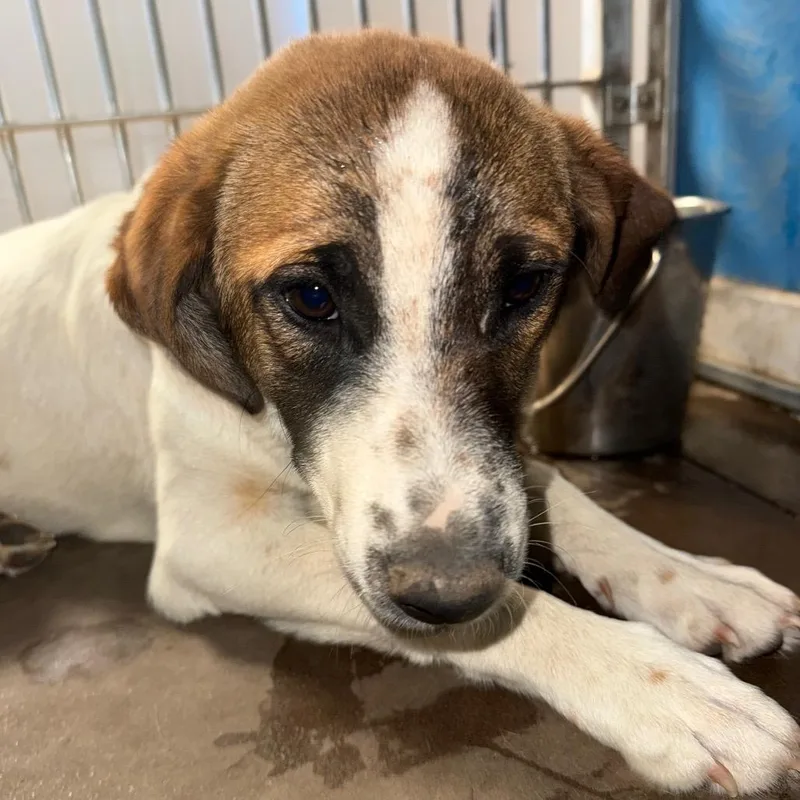 A young medium-sized female Brown / Chocolate Mixed Breed dog named Glitter for adoption in Flagstaff, AZ