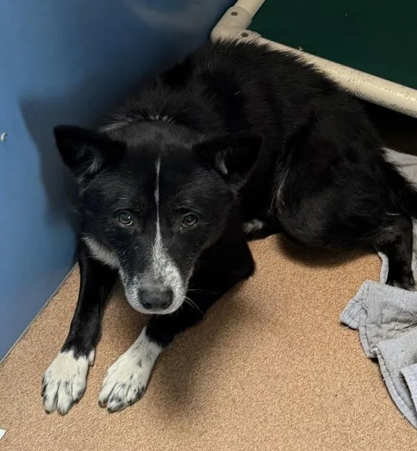 An adult large-sized male Border Collie dog named Moose for adoption in San Diego, CA