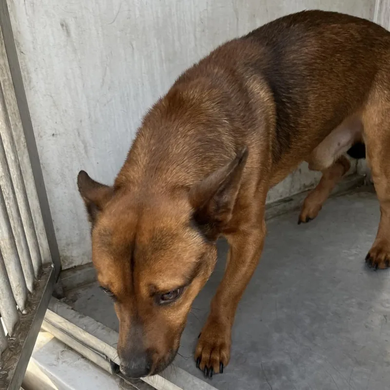 An adult medium-sized male Brown / Chocolate Shepherd dog named Adolfo for adoption in Edinburg, TX